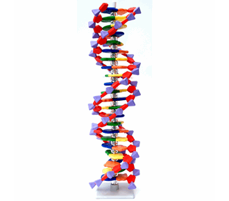 DNA 22 lags byggesett Molymod