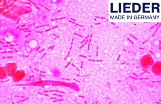 Mikropreparatsett, Bakterier, 10 preparater, Lieder