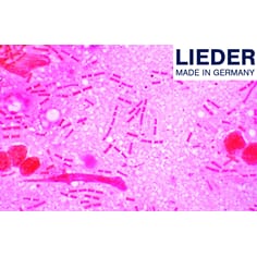 Mikropreparatsett, bakterier, Lieder