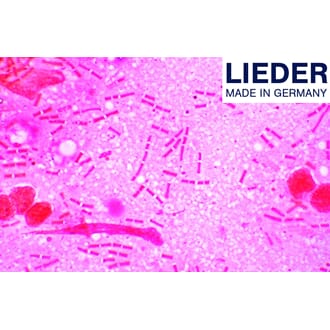 Mikropreparatsett, bakterier, Lieder