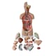 301002-Torso med åpen rygg, 17 deler