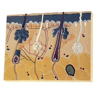 Hudmodell, tverrsnitt med 3 lag