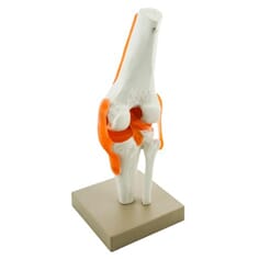 Kneledd, funksjonsmodell