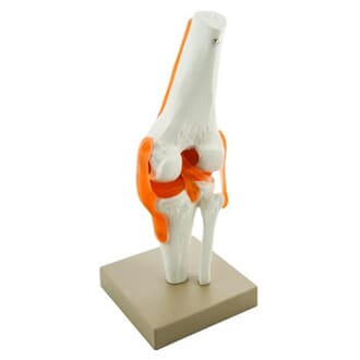 Kneledd, modell på plate