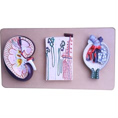 Nyre, nefron og kapsel