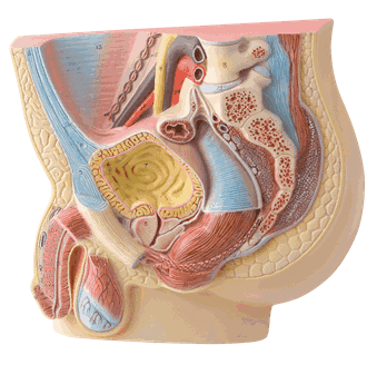 Mannlige kjønnsorganer modell