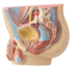 Mannlige kjønnsorganer modell