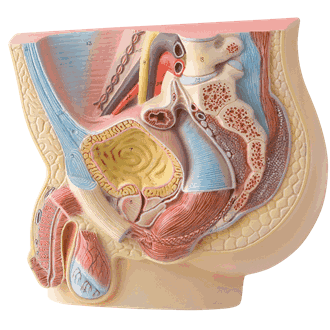 Kjønnsorganer, mannlig