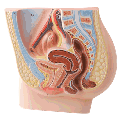 Kvinnelige kjønnsorganer modell