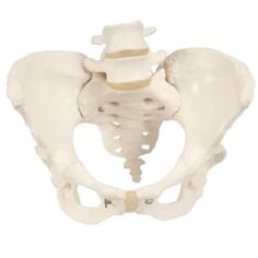 Bekkenmodell kvinnelig