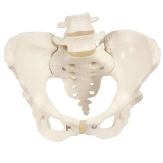 Bekkenmodell, kvinnelig