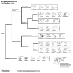 Tang og tare, bestemmelsesduk