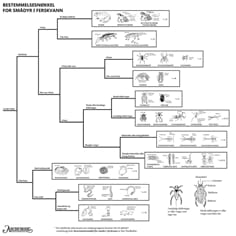 Smådyr i ferskvann, bestemmelsesduk