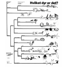 Smådyr ved stranden, bestemmelsesduk