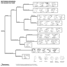 Trær og busker, bestemmelsesduk