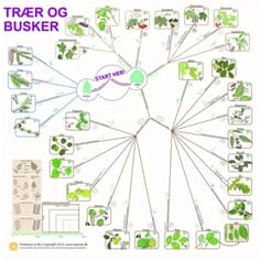 Trær og busker, bestemmelsesduk, med farge