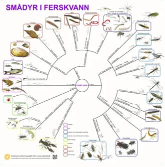 Smådyr i ferskvann, bestemmelsesduk, med farge