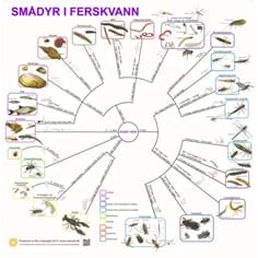 Smådyr i ferskvann, bestemmelsesduk, med farge