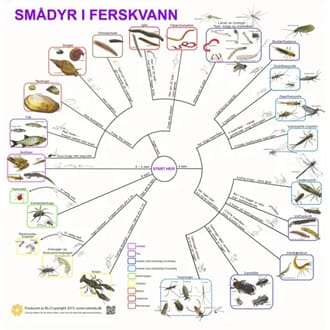 Smådyr i ferskvann, bestemmelsesduk, med farge