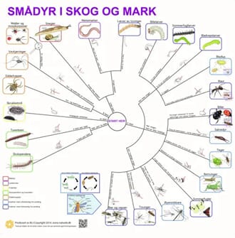 Smådyr i skog og mark, bestemmelsesduk, med farge