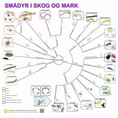 Smådyr i skog og mark, bestemmelsesduk, med farge