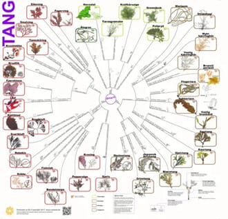 Tang, bestemmelsesduk, med farge