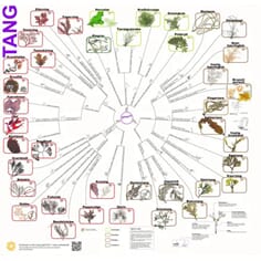 Tang, bestemmelsesduk, med farge