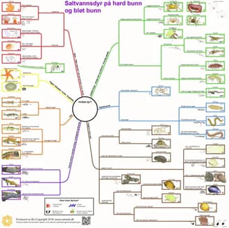 Saltvannsdyr, bestemmelsesduk, med farge