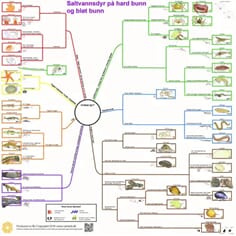 Saltvannsdyr, bestemmelsesduk, med farge