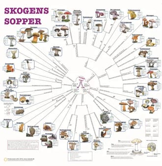 Skogens sopper, bestemmelsesduk, med farge