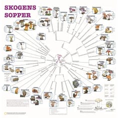Skogens sopper, bestemmelsesduk, med farge