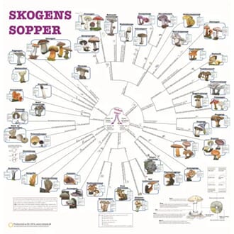 Skogens sopper, bestemmelsesduk, med farge