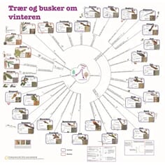 Trær og busker om vinteren, bestemmelsesduk, med farge