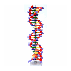 DNA-byggesett, 22 lag, Molymod