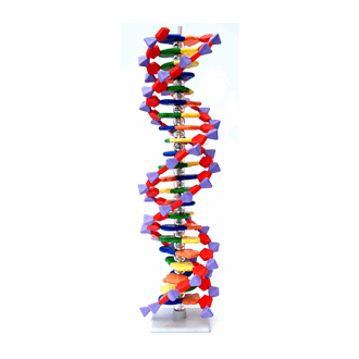 DNA-byggesett, 22 lag, Molymod