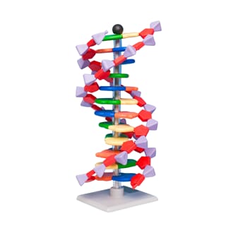 DNA-byggesett, 12 lag, Molymod