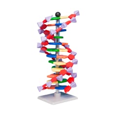 DNA- og RNA modeller