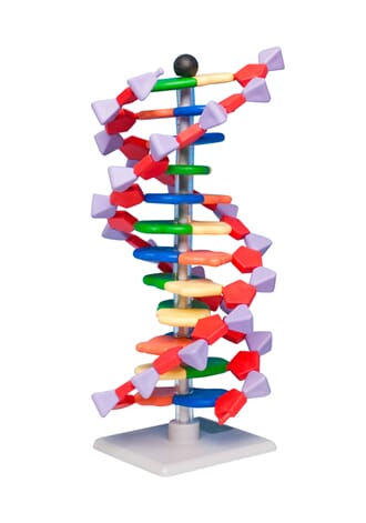 DNA 12 lags byggesett Molymod