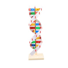 DNA-modell
