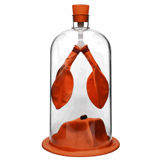 Lunge, funksjonsmodell