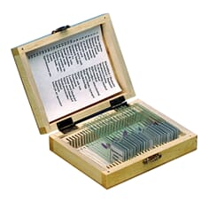 Mikropreparatsett, menneske/anatomi