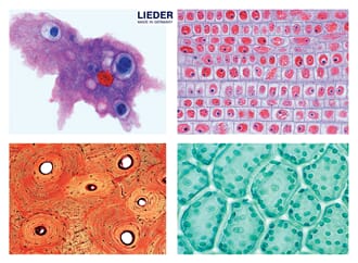 Mikropreparatsett,Generell biologi sett,25 preparater,Lieder