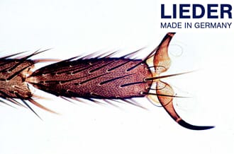 Biologi, grunnsett for skolen, 10 mikropreparater, Lieder