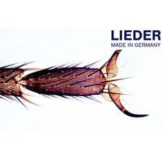 Biologi, grunnsett for skolen, 10 mikropreparater, Lieder