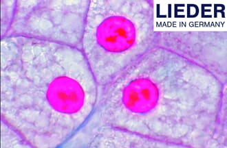 Mikropreparatsett, Dyrecellen, 10 preparater, Lieder