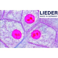 Mikropreparatsett, Dyrecellen, 10 preparater, Lieder