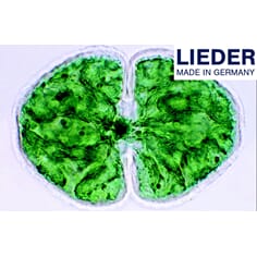 Mikropreparatsett,Livet i en vanndråpe,10 preparater, Lieder