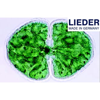 Mikropreparatsett, enkle organismer, Lieder