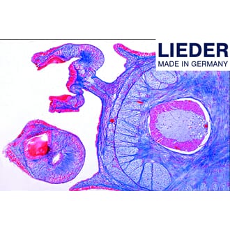 Mikropreparatsett, sjø og strand, Lieder