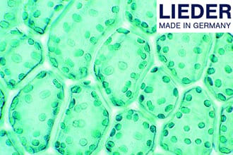 Mikropreparatsett, Plantecellen, 10 preparater, Lieder